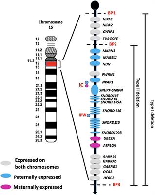 Endocrine features of Prader-Willi syndrome: a narrative review focusing on genotype-phenotype correlation